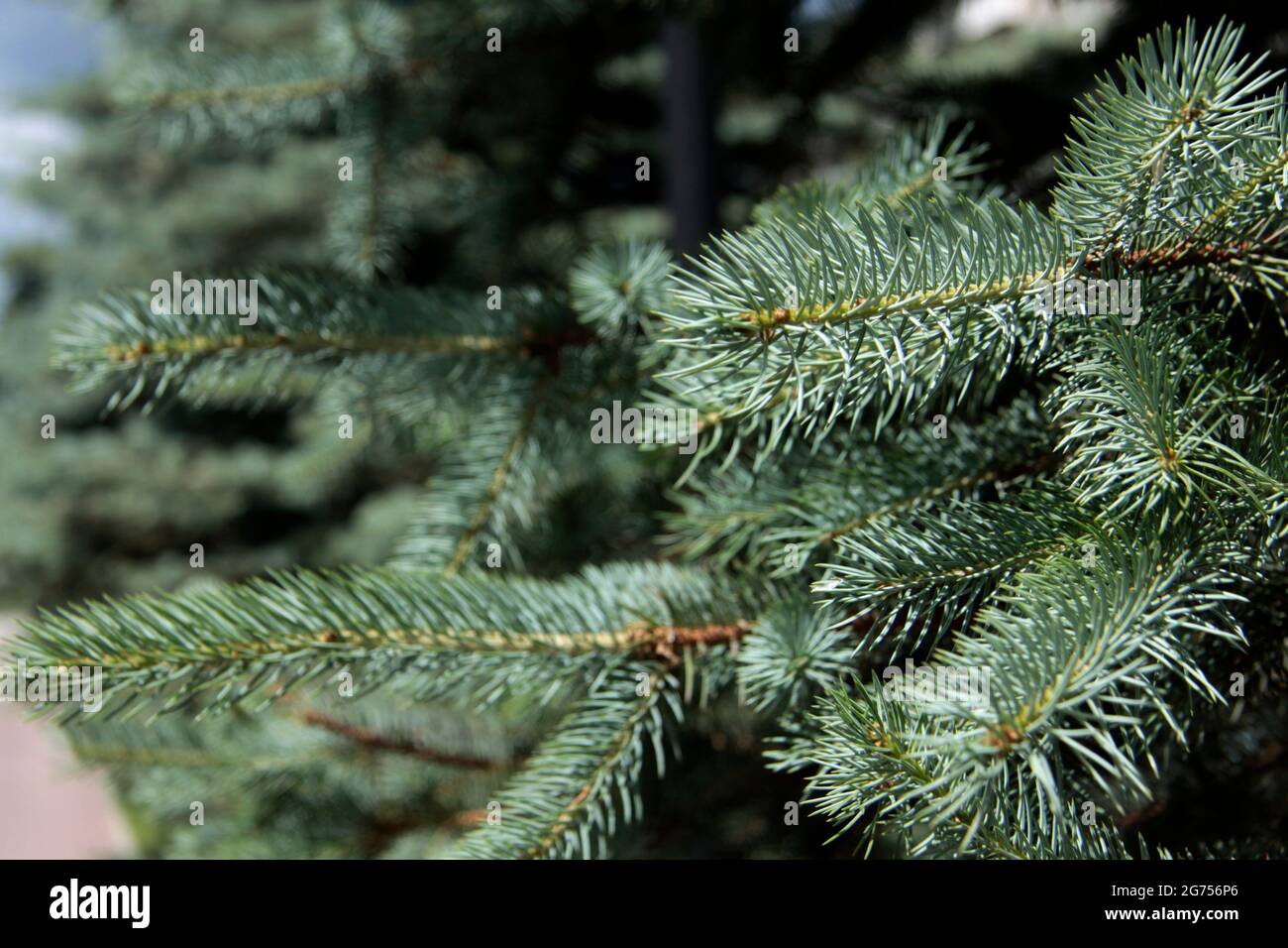 branches of fir tree extreme close up. Natural background Stock Photo ...
