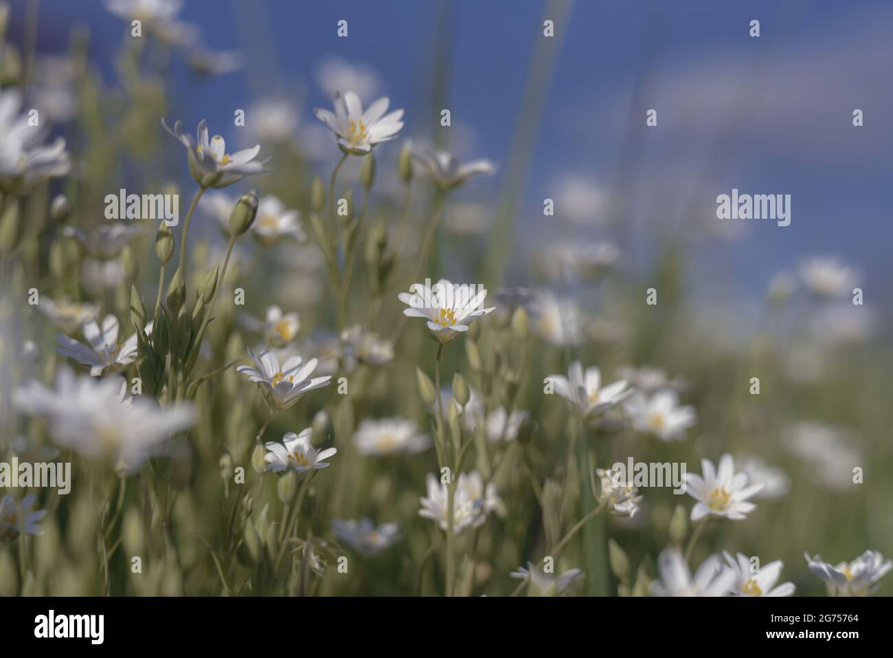 Closeup shot field grass hi-res stock photography and images - Alamy