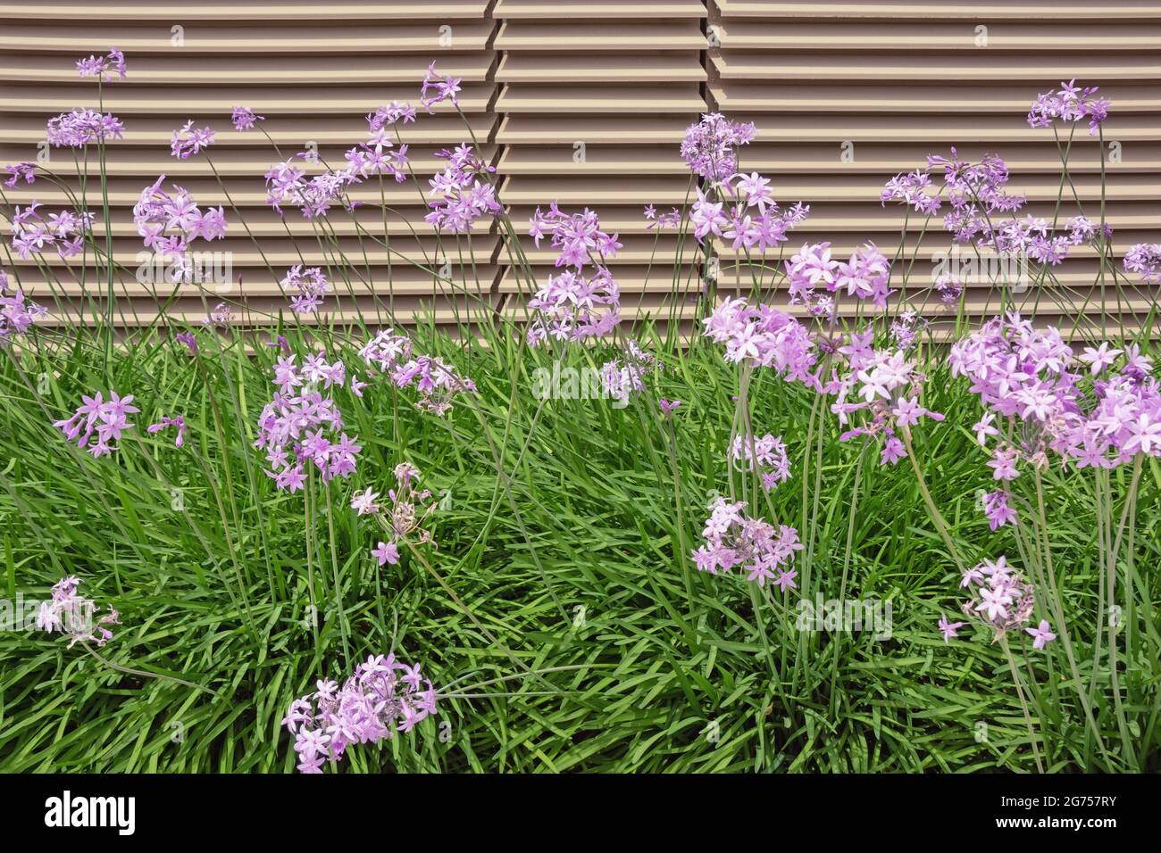 Beautiful pink flowers of Tulbaghia violacea ( pink agapanthus; sweet garlic ) in garden on sunny summer day Stock Photo