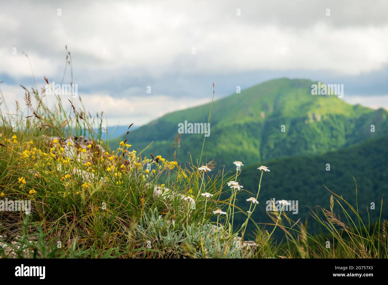 Landscape Bulgaria. Mountain wildflowers at the Ushite Peak, Troyan Mountain, Central Balkan UNESCO Biosphere Reserve, Bulgaria Stock Photo