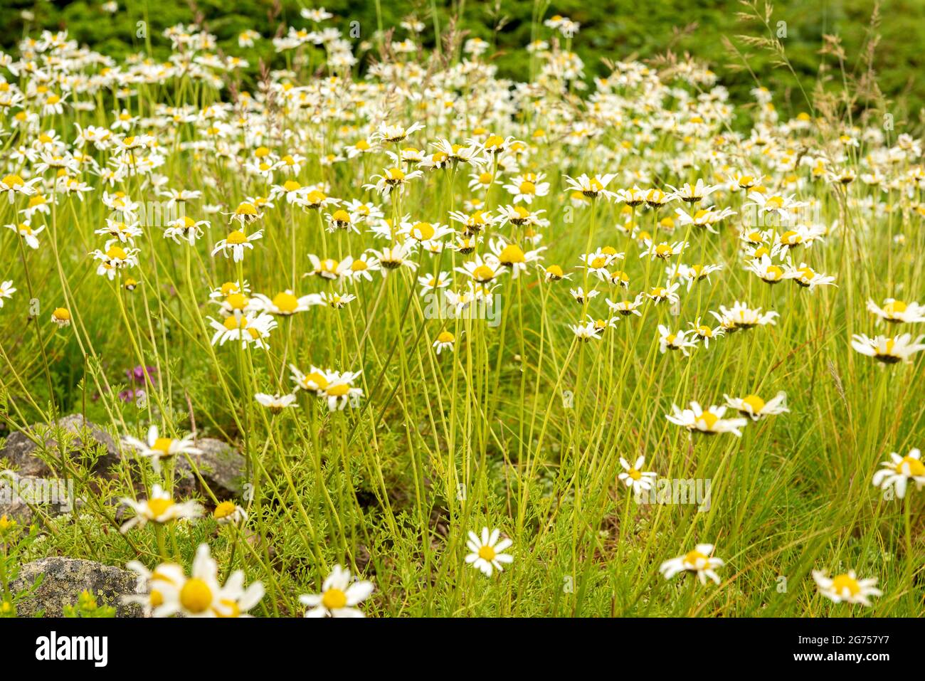 Chamomile wildflowers meadow or Matricaria chamomilla in Central Balkan UNESCO Biosphere Reserve, Troyan Mountain, Bulgaria Stock Photo