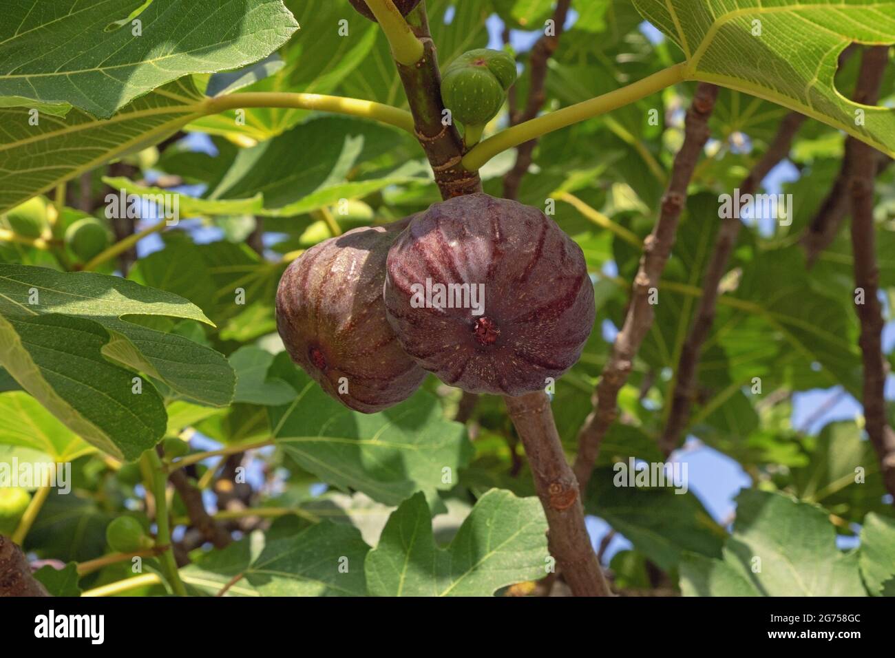 Branch of fig tree ( Ficus carica ) with leaves and fruits Stock Photo ...