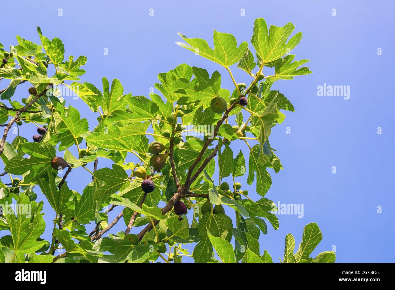 Branches of fig tree ( Ficus carica ) with leaves and fruits against ...