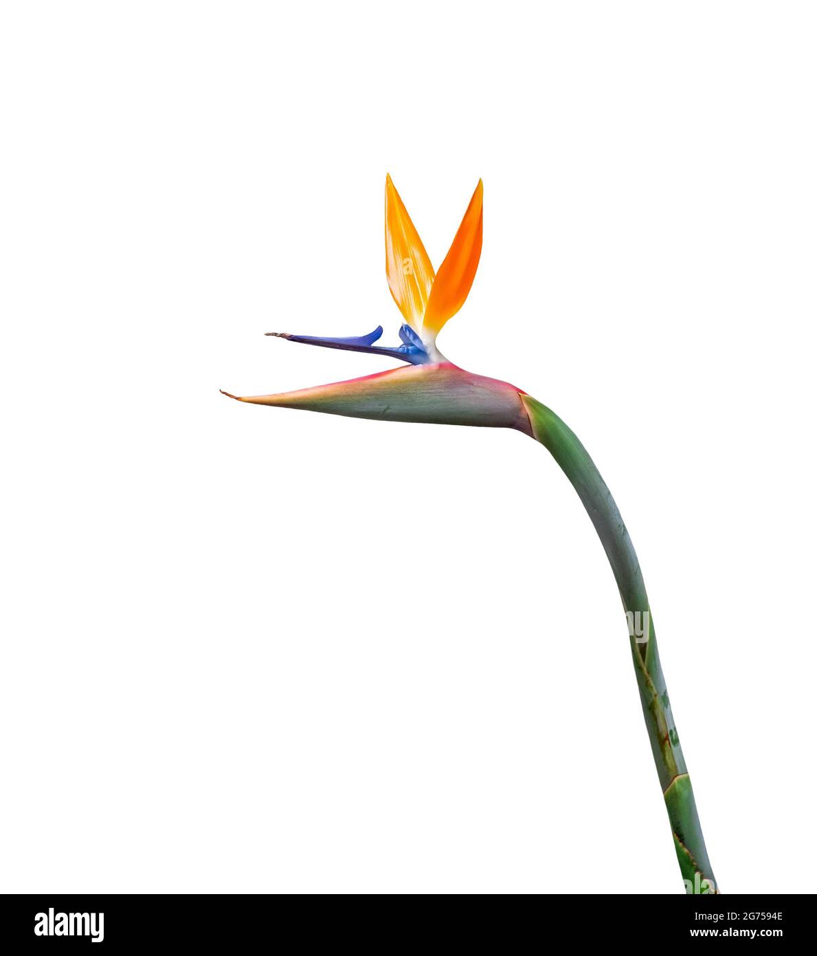 bird of paradise flower long stem cutout isolated on a white background Stock Photo
