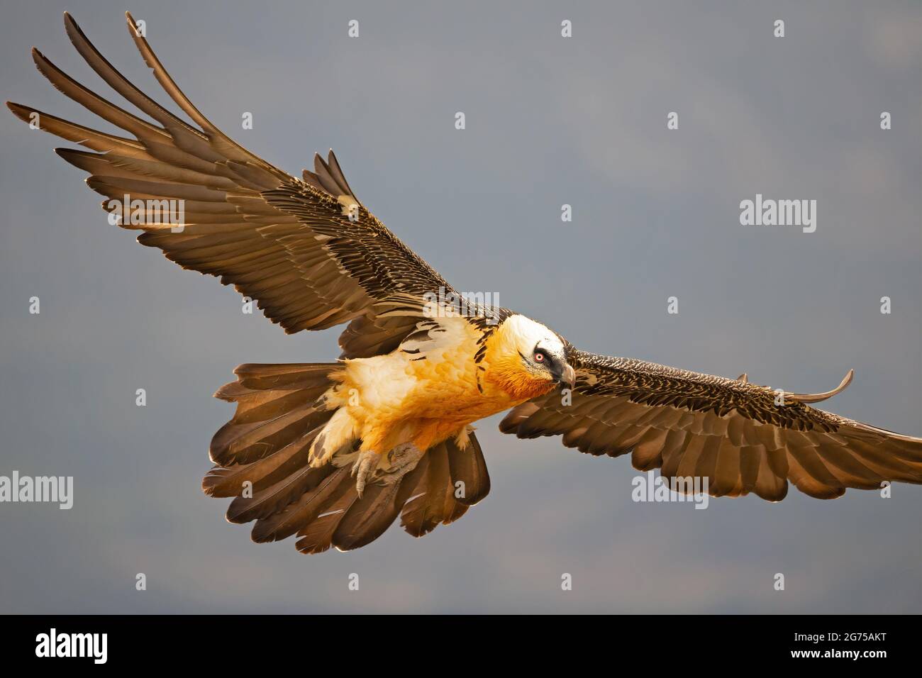 Bearded vulture (Gypaetus barbatus) landing in the Spanisch mountains. Lammergier landend in de Spaanse Pyreneeën. Stock Photo