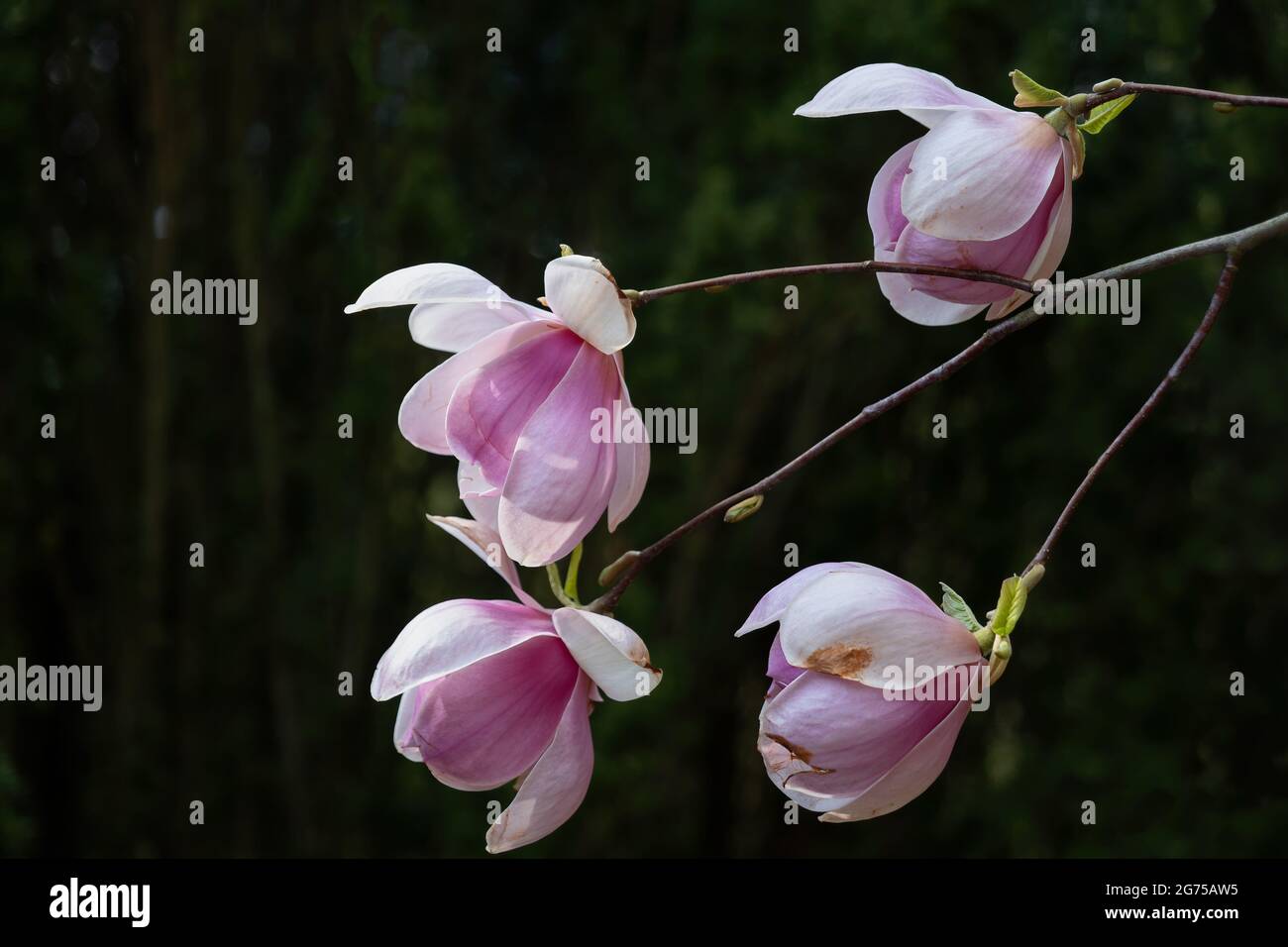 Magnolia soulangeana Sundew flowers against dark background, family: Magnoliaceae. Stock Photo