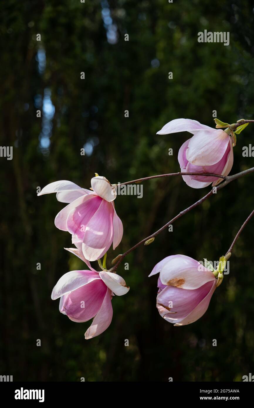 Magnolia soulangeana Sundew flowers against dark background, family: Magnoliaceae. Stock Photo