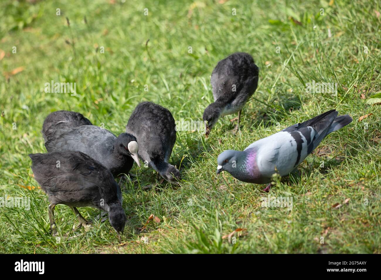 Baby Pigeon High Resolution Stock Photography And Images Alamy Baby Pigeon High Resolution Stock Photography And Images Alamy