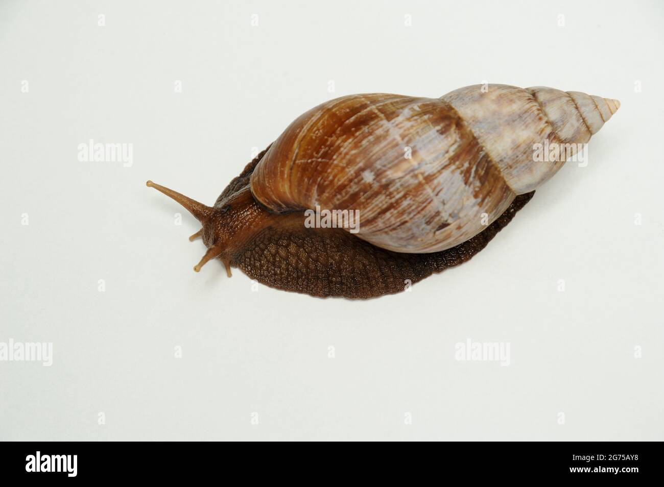 Insect garden snail on white background the most striking physical