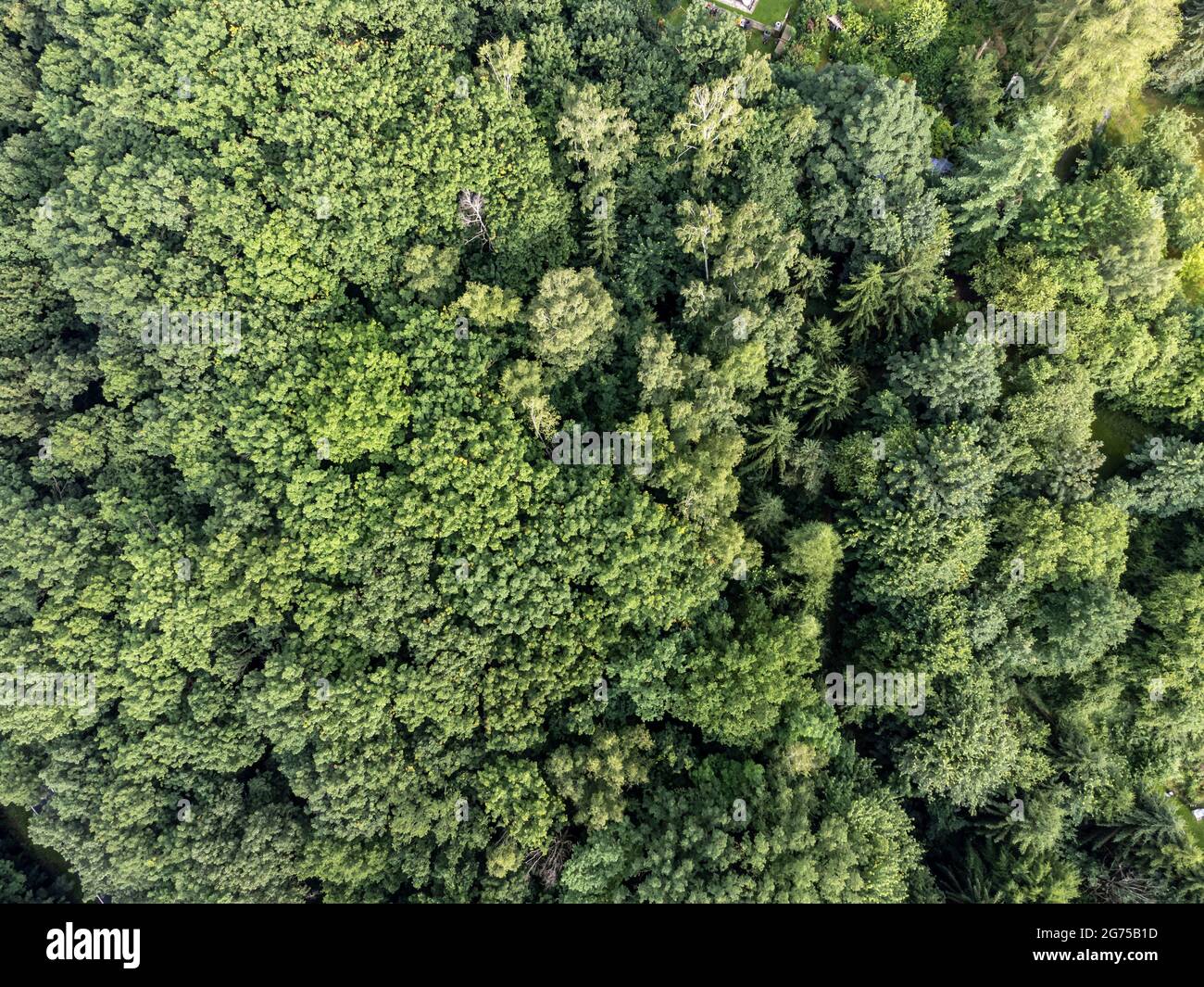 Green deciduous trees hi-res stock photography and images - Alamy