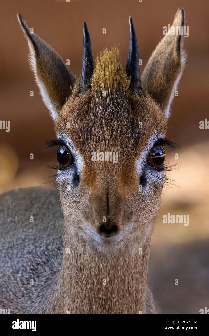A vertical closeup image of a Royal antelope's face with big brown eyes