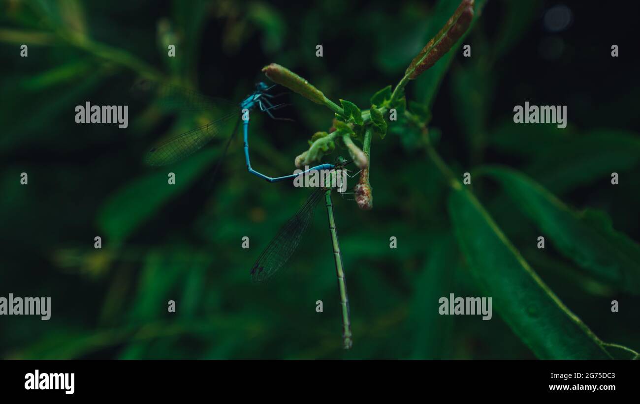 A selective focus shot of dragonflies on dark green leaf with water ...