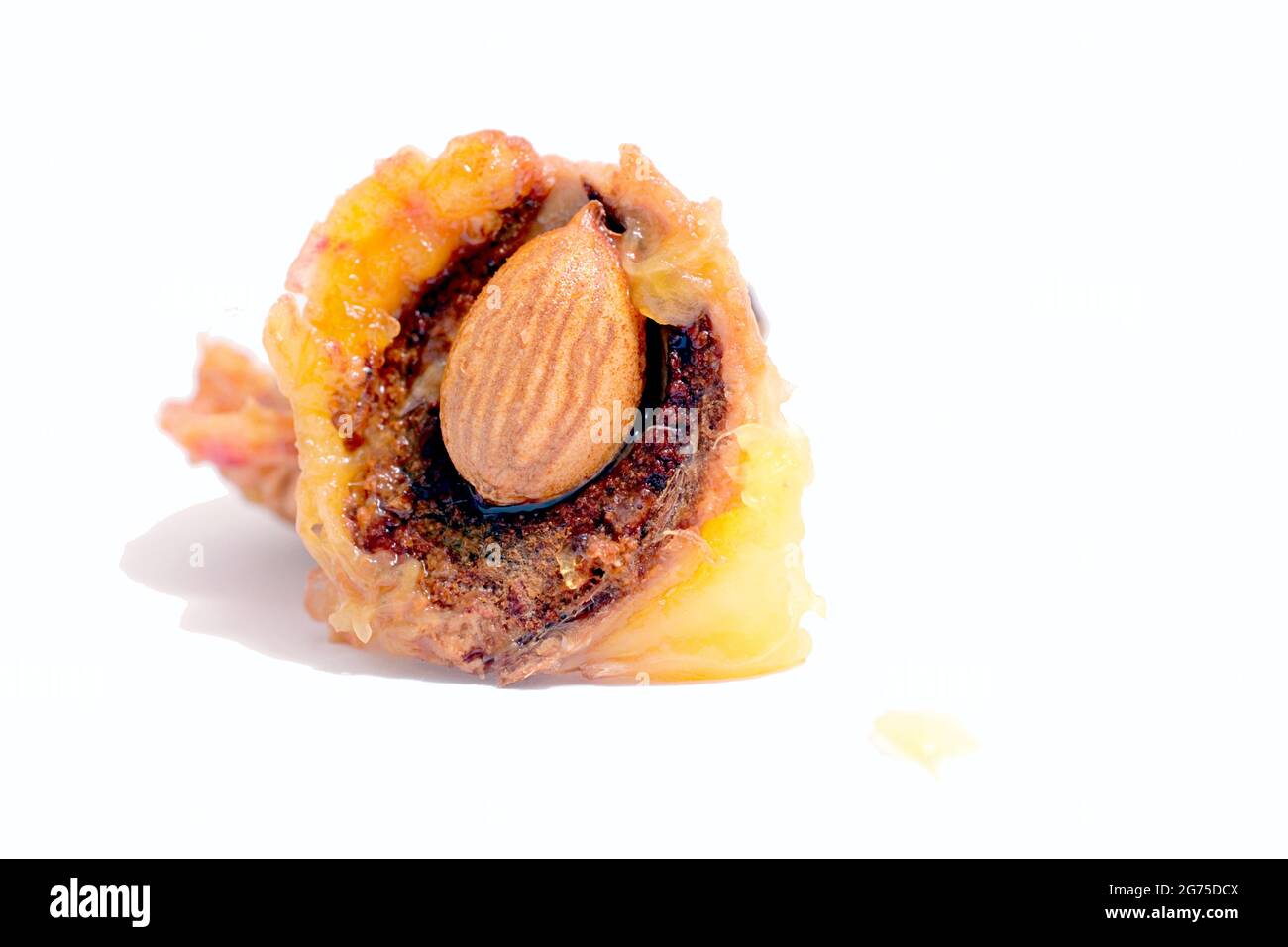 peach fruit pit isolated on white background Stock Photo Alamy