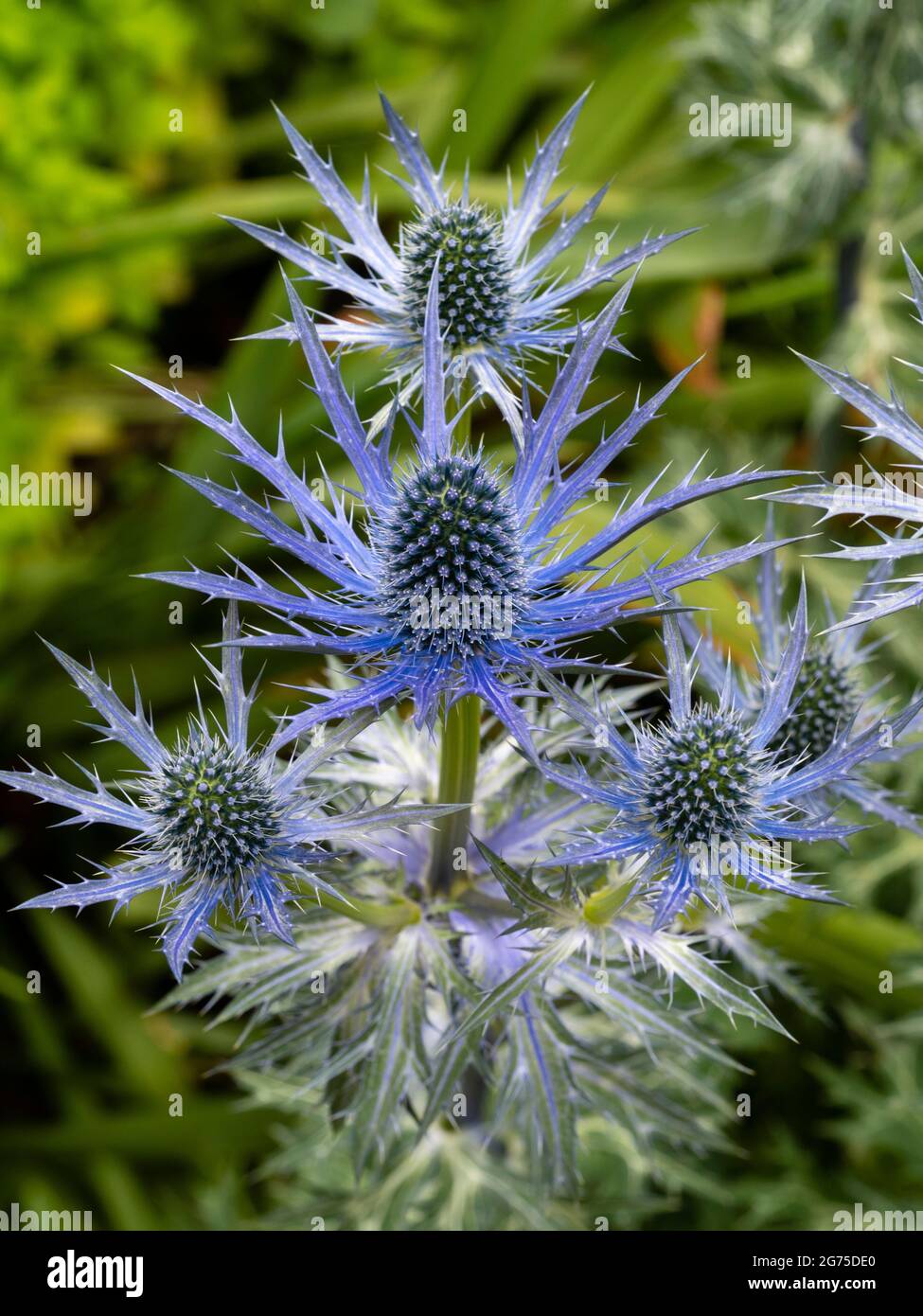 Mid summer blue violet flowers of the spiky herbaceous perennial sea holly, Eryngium x zabelii 'Big Blue' Stock Photo