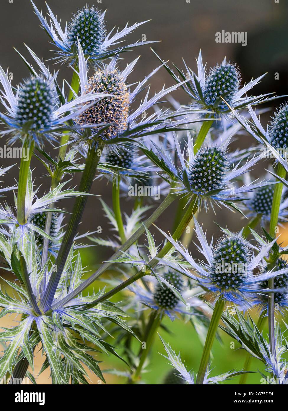 Mid summer blue violet flowers of the spiky herbaceous perennial sea holly, Eryngium x zabelii 'Big Blue' Stock Photo
