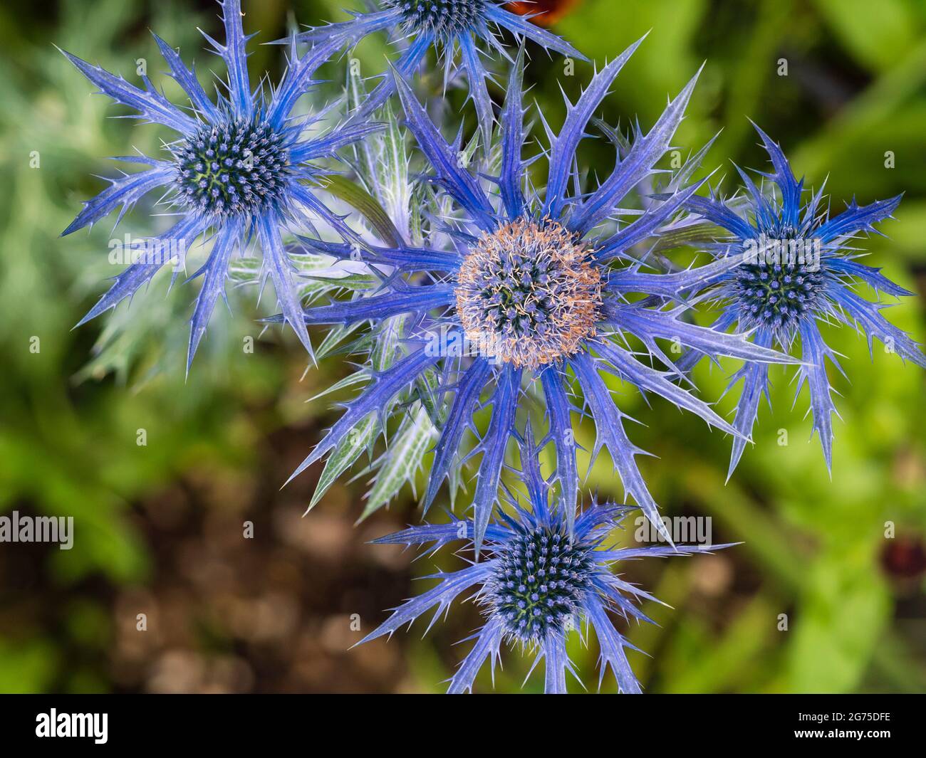 Overhead view of the mid summer blue violet flowers of the spiky herbaceous perennial sea holly, Eryngium x zabelii 'Big Blue' Stock Photo