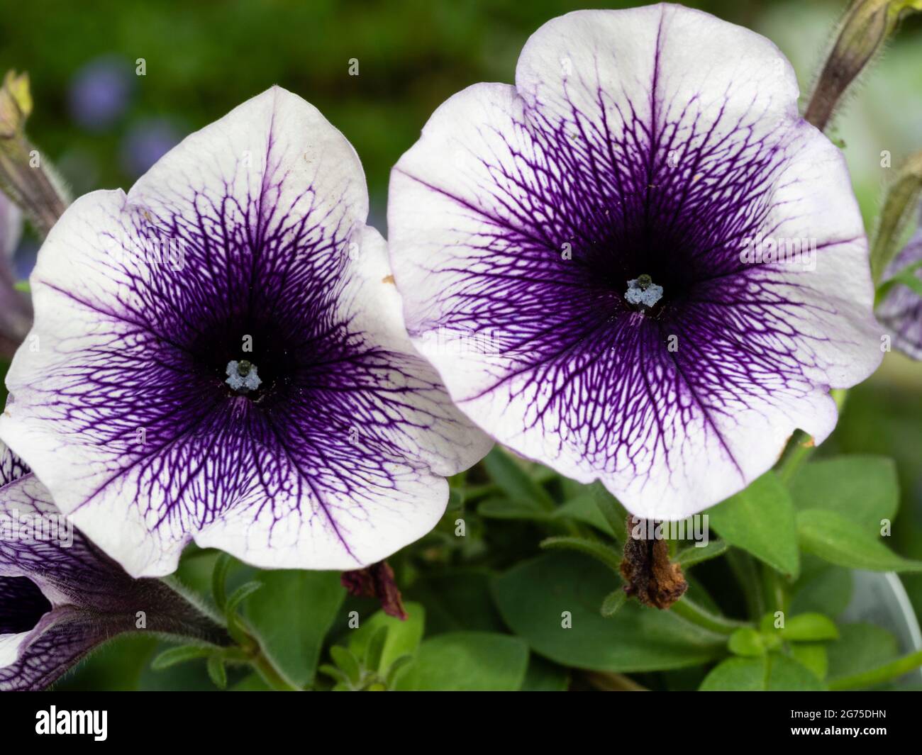 Netted purple and white flowers of the tender summer flowering container perennial petunia 'Potunia Blueberry Ice Stock Photo