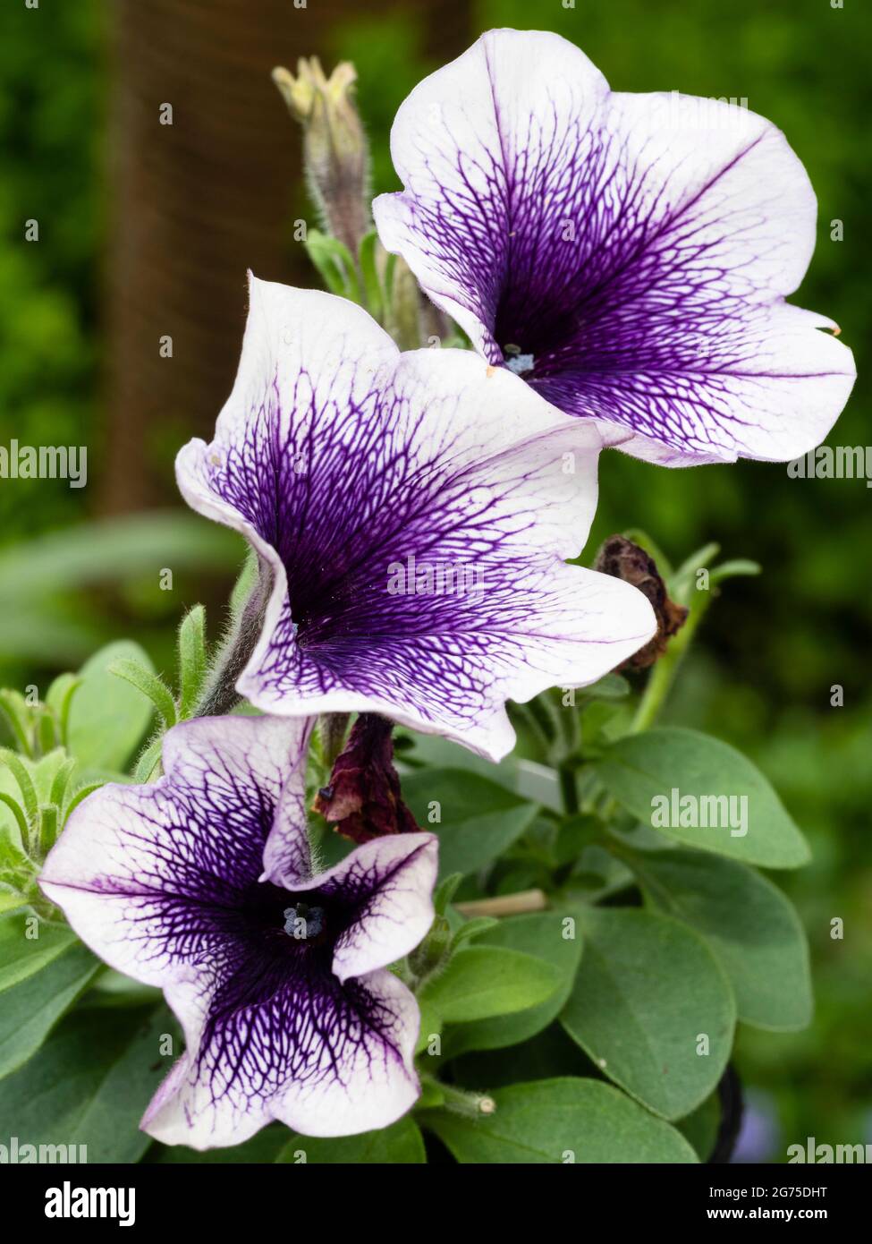 Netted purple and white flowers of the tender summer flowering container perennial petunia 'Potunia Blueberry Ice Stock Photo