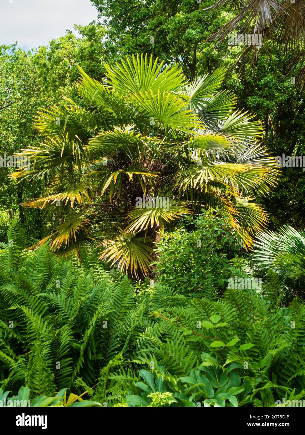 Trachycarpus fortunei, the hardy Chusan fan palm, growing in the dell garden at Mt Edgcumbe country park, Cornwall, UK Stock Photo