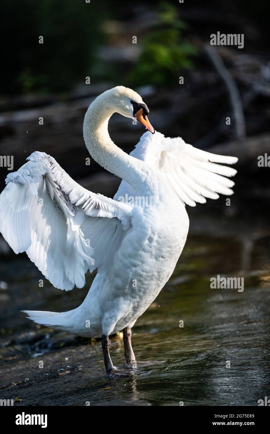 A selective of an elegant white swan with opened wings in a pond Stock ...