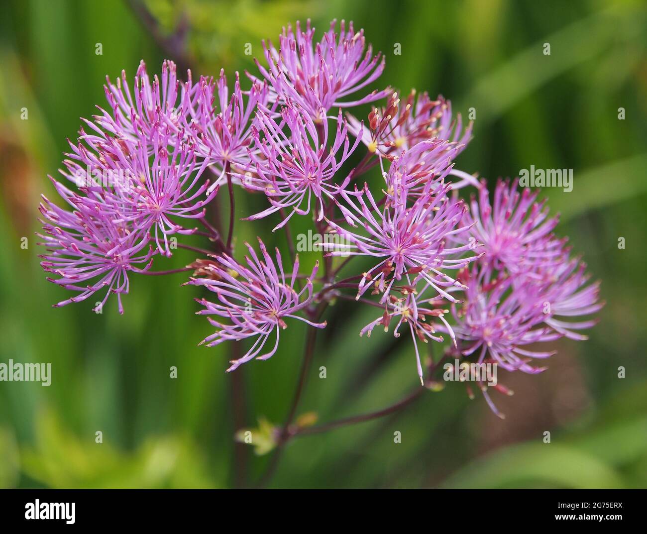 The feathery blooms of the Thalictrum Aquilegifolium l(French Meadow Rue) in flower in one of the borders at RHS Bridgewater, Salford, Manchester, UK. Stock Photo