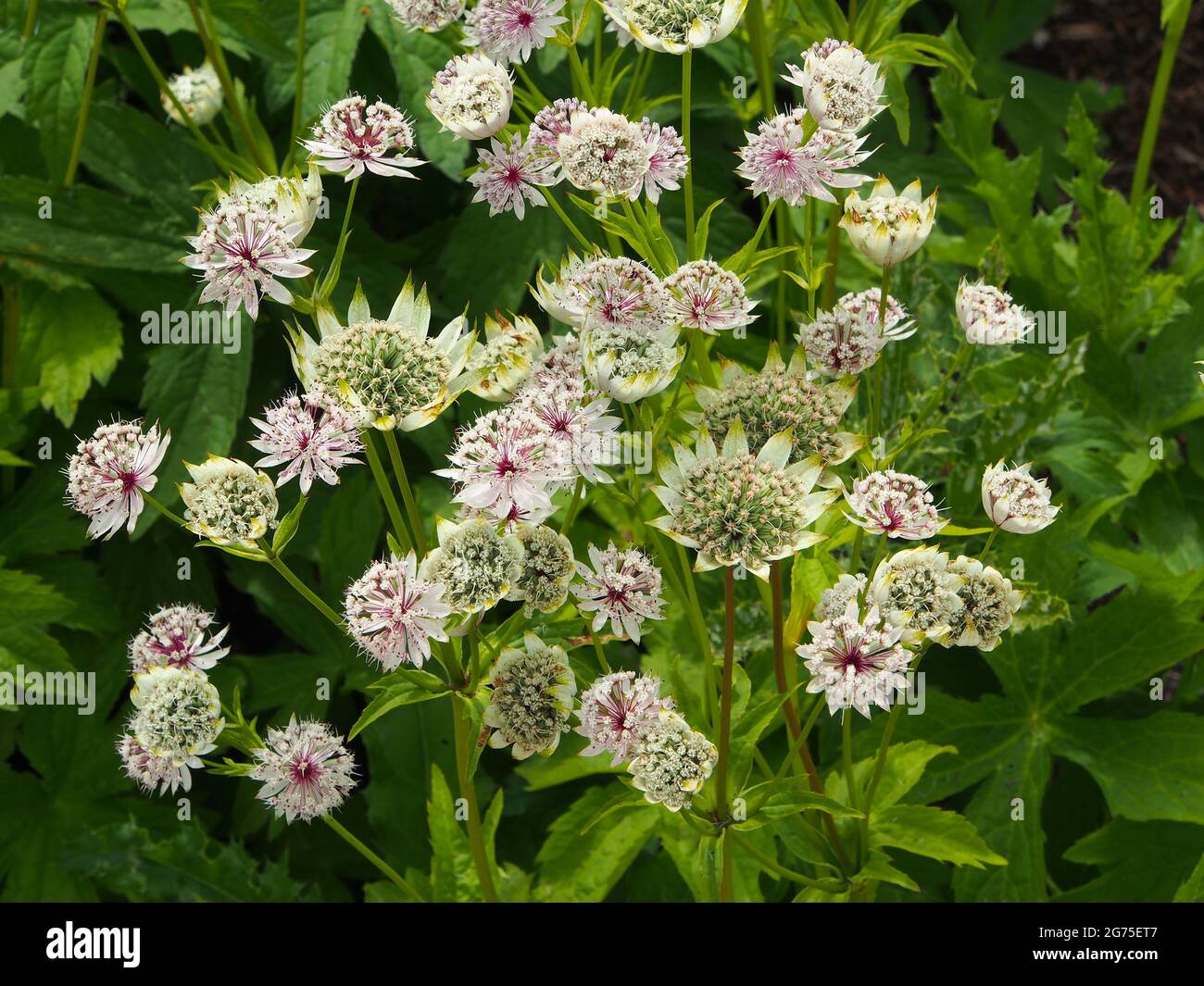 Clump of white Astrantia Major (Masterwort) growing in one of the ...