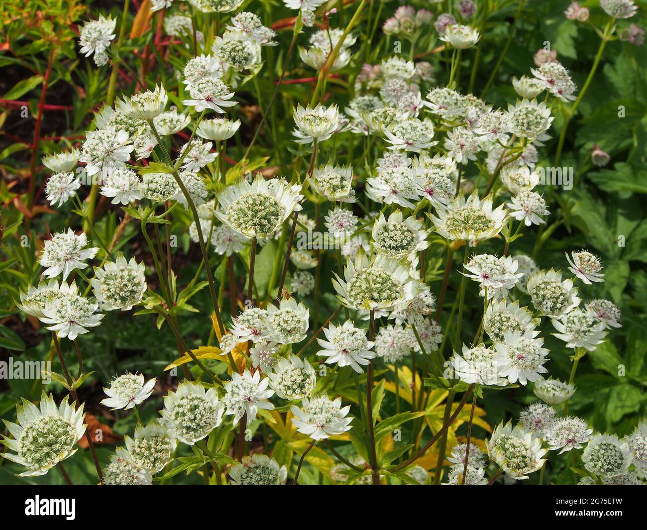 Clump of white Astrantia Major (Masterwort) growing in one of the ...