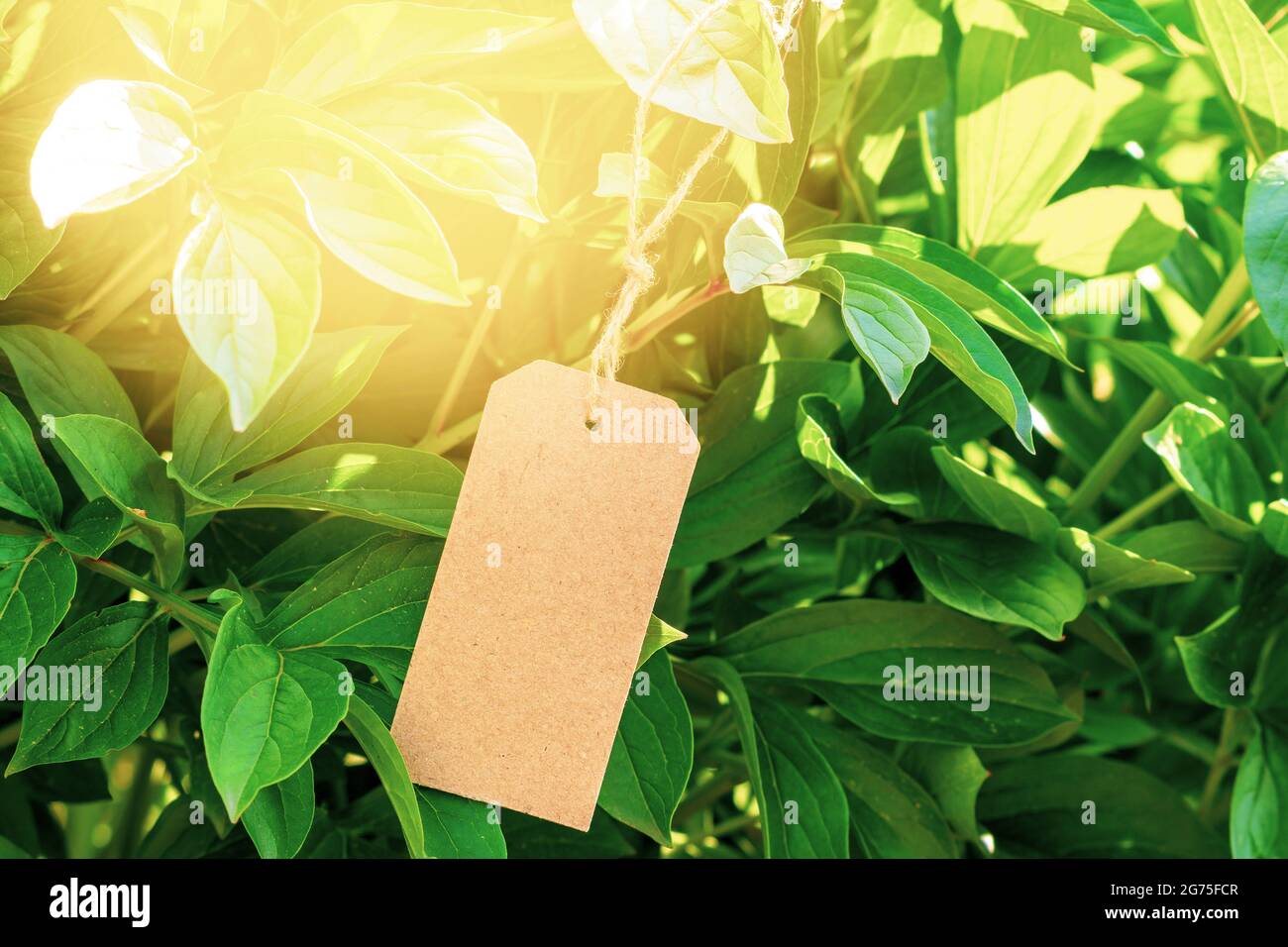 Handmade paper price tag or blank tag for your label lying on the plant