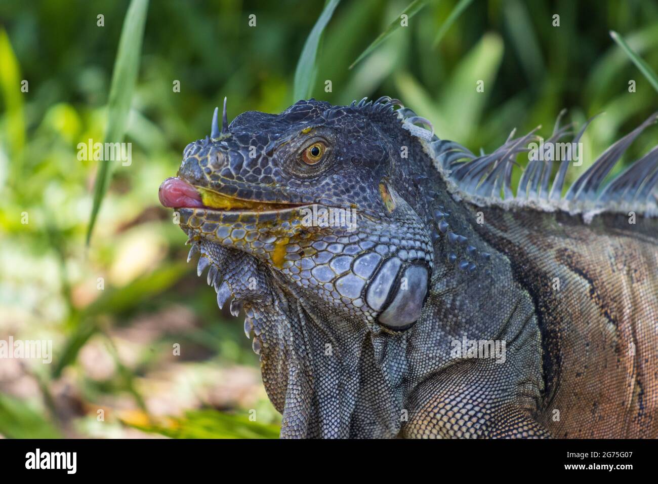 Iguana eating fruit hires stock photography and images Alamy