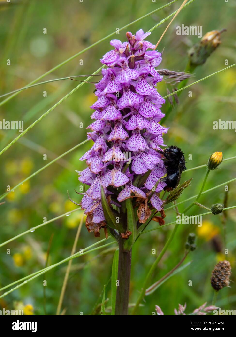 Bumble bee, Bombus, clings on to wild Heath Spotted Orchid aka Dactylorhiza maculata on windy day. Stock Photo