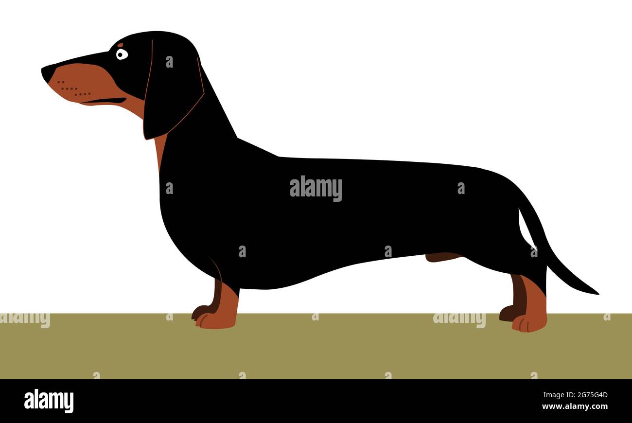 Dachshund dog, animal illustration Stock Photo