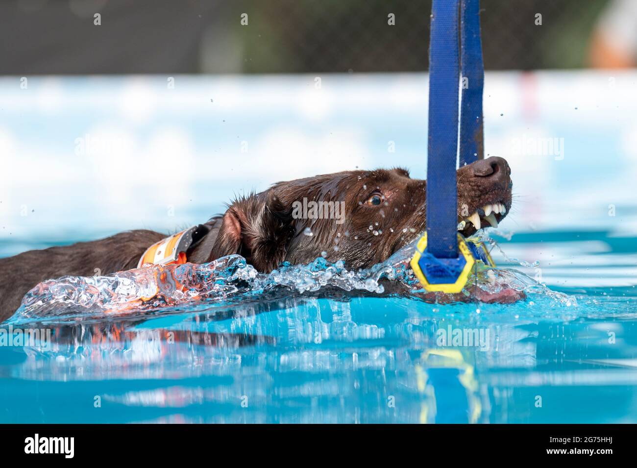 Swimming chocolate Lab in a pool grabbing a toy during a game Stock Photo