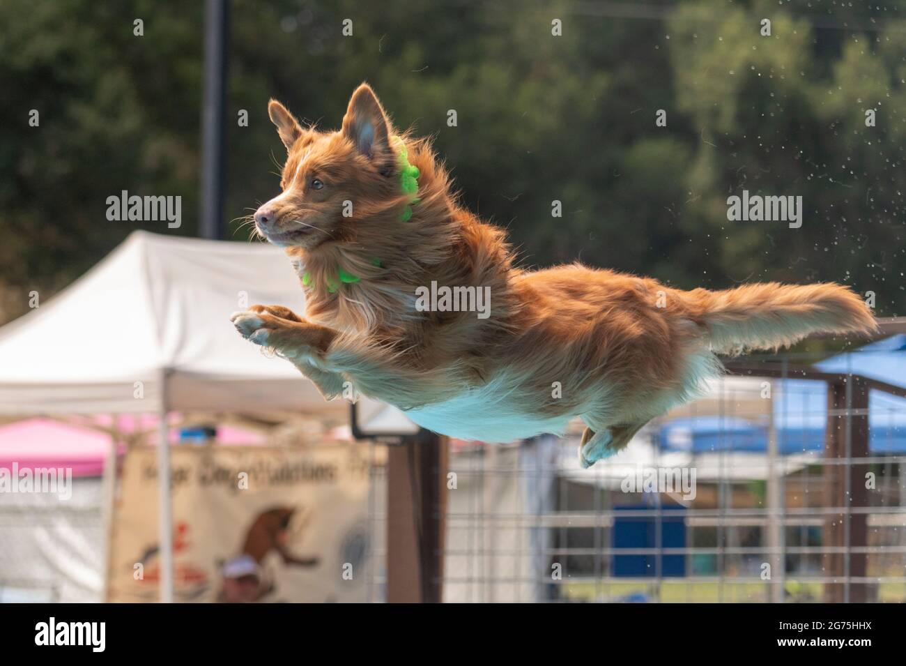 Dock diving dog in midair about to land in a pool after jumping off a