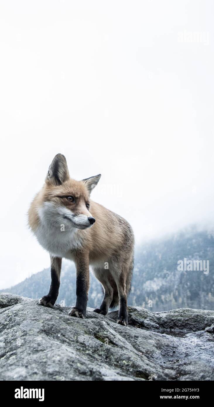 Free Images : animals, carnivore, organism, whiskers, terrestrial animal,  fawn, snow, tail, snout, Swift fox, red fox, fur, claw, wildlife, rodent,  winter, macro photography, photo caption, squirrel, canidae, illustration,  art 3000x2000 