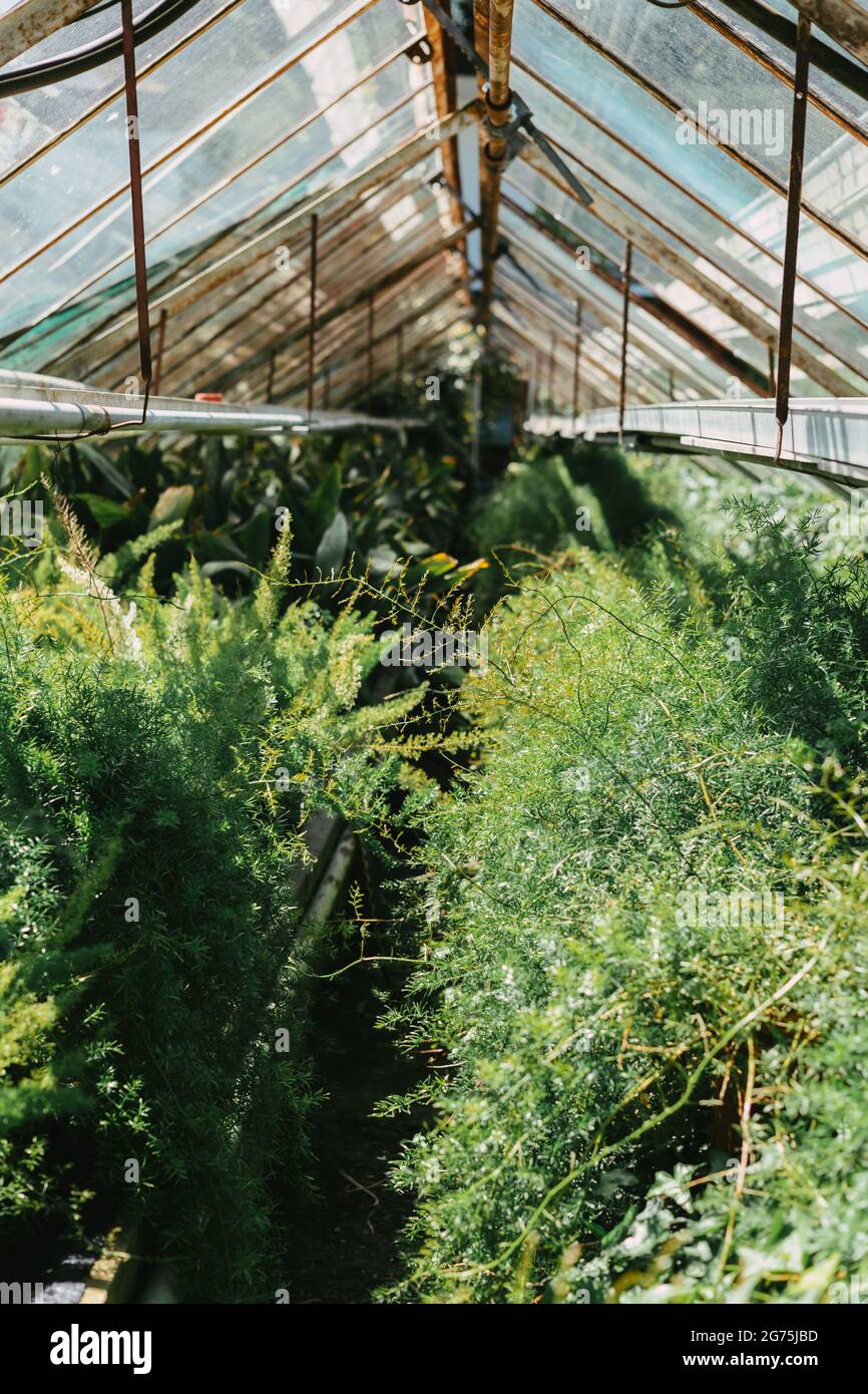 Plants at a greenhouse hi-res stock photography and images - Alamy
