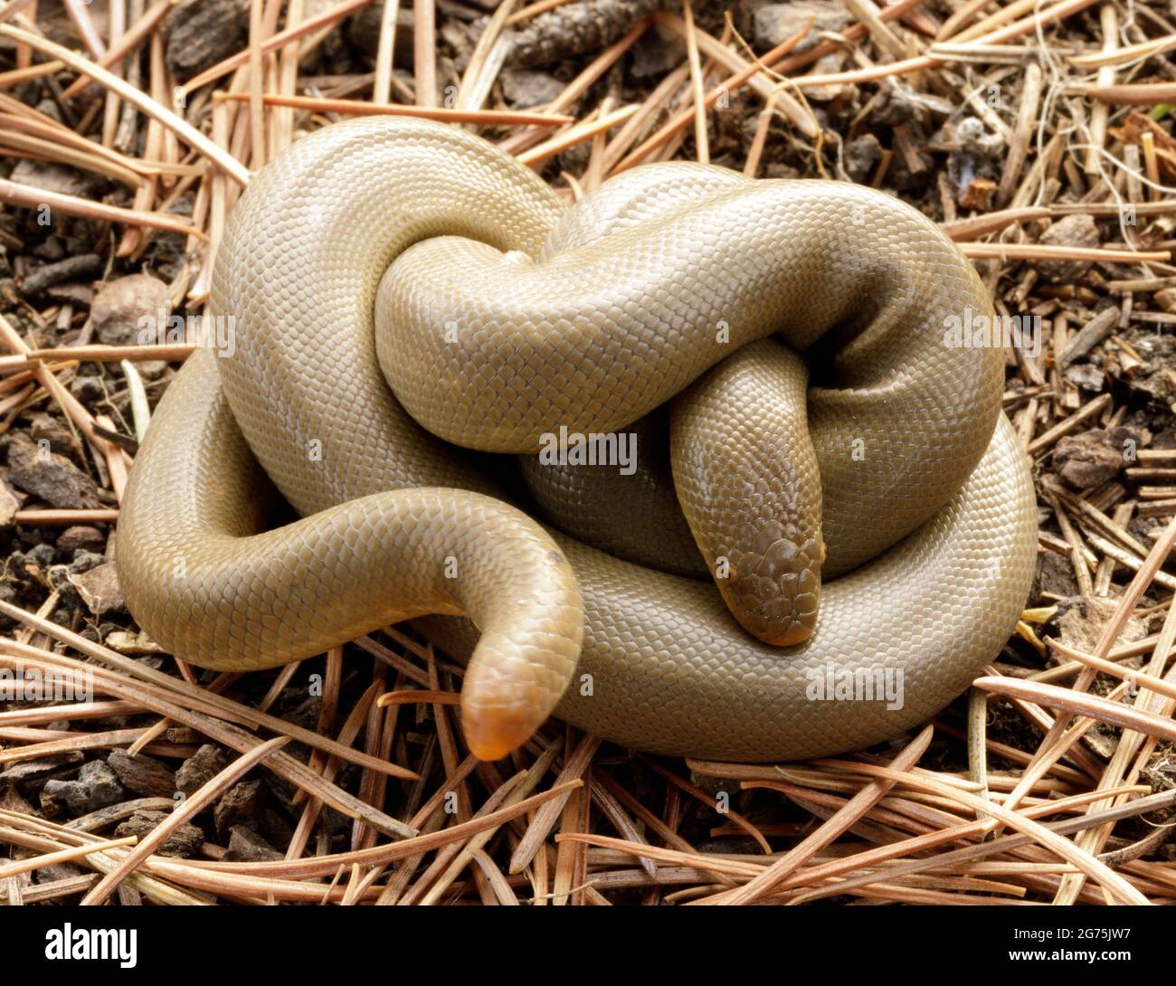 Coiled Northern Rubber Boa Snake. Henry Cowell Redwoods State Park