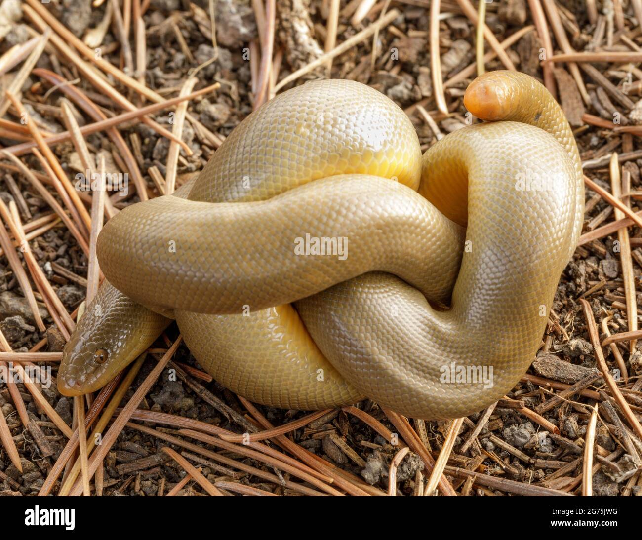 Coiled Northern Rubber Boa Snake. Henry Cowell Redwoods State Park