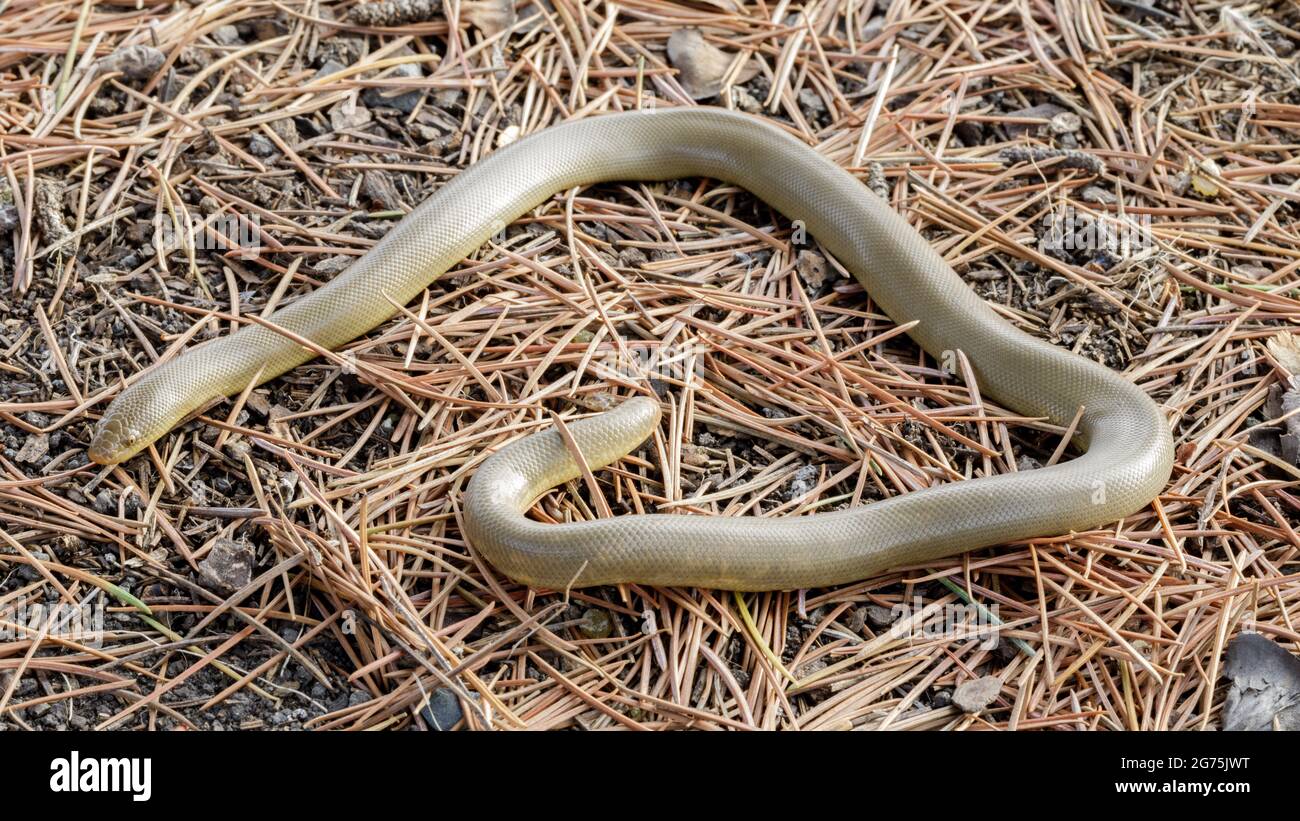 Northern Rubber Boa Snake, Adult. Henry Cowell Redwoods State Park