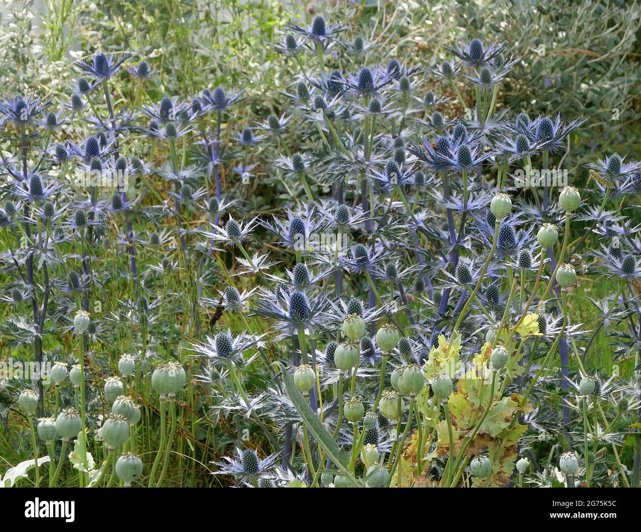 Beautiful silver blue eryngium thistle type flowers in flowerbed Stock Photo