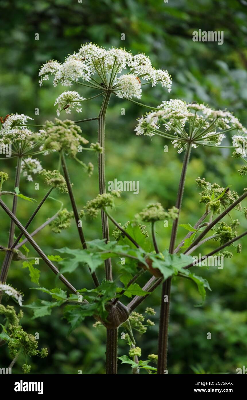 Hogweed, Heracleum mantegazzianum, Apiaceae, known as cartwheel-flower, giant cow parsley or wild parsnip, hogsbane, wild rhubarb Stock Photo