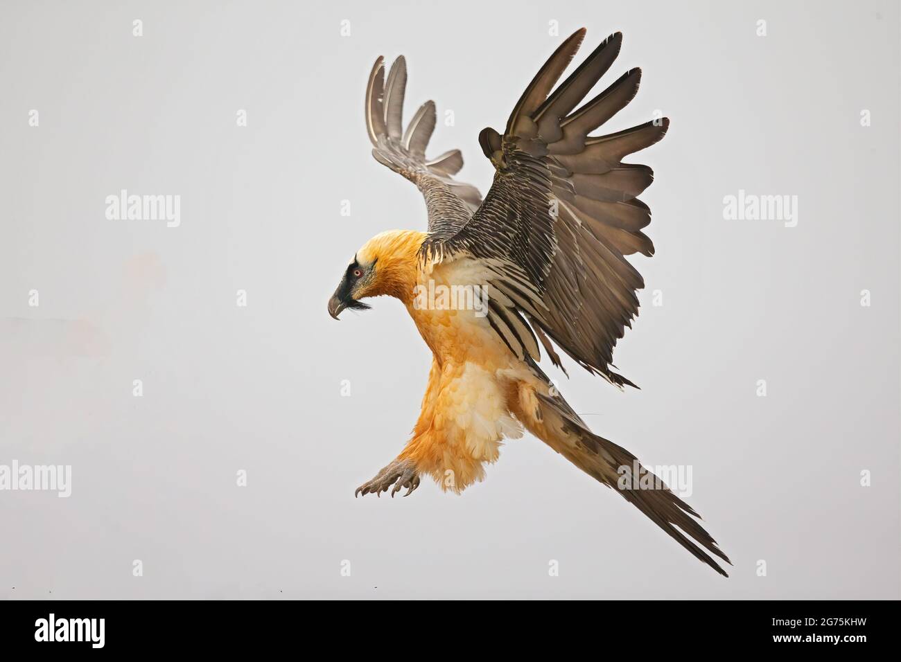 Bearded vulture (Gypaetus barbatus) landing in the Spanisch mountains. Lammergier landend in de Spaanse Pyreneeën. Stock Photo