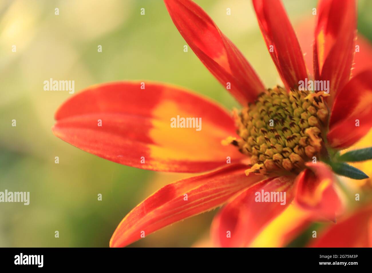 Flowers in spring and Summer , Germany Stock Photo