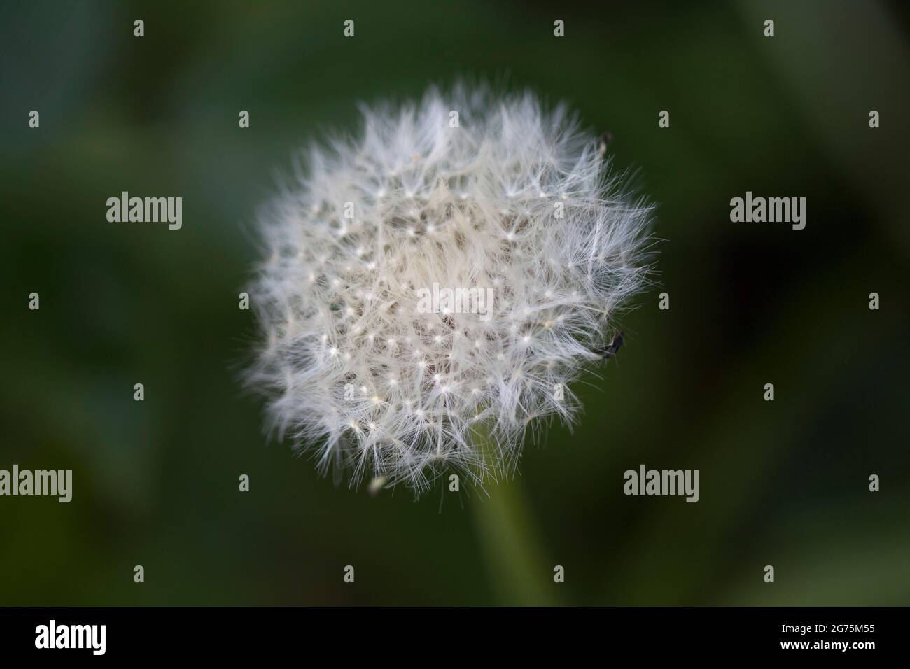 Dandelion Seed Head Stock Photo