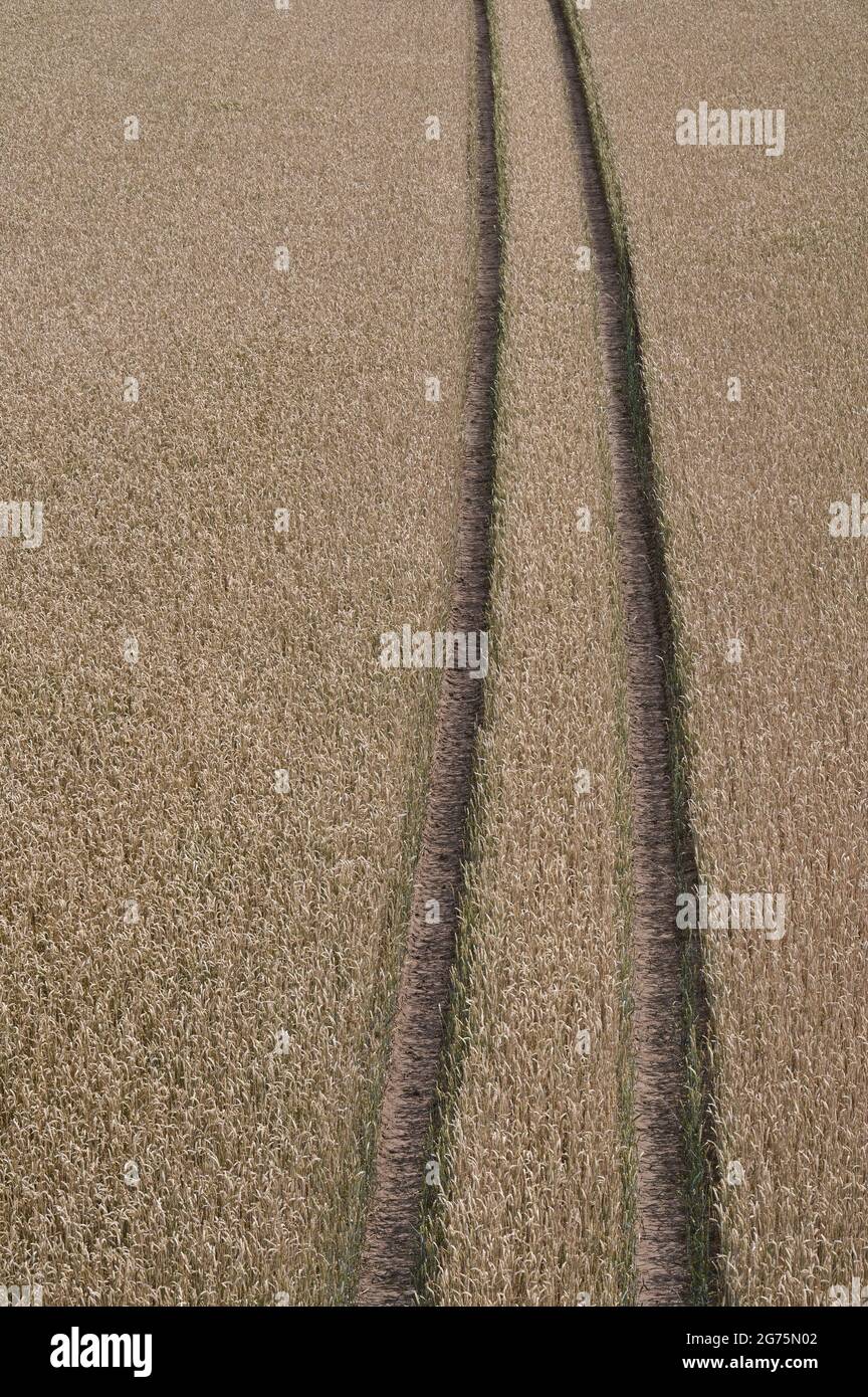 Tractor track in a yellow grain field Stock Photo