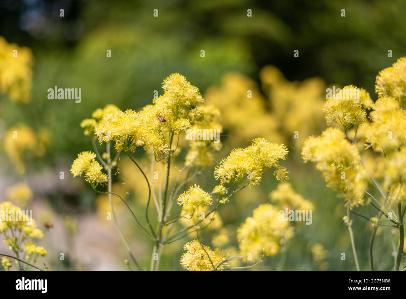 A closeup of common meadow-rue, Thalictrum flavum. Selected focus. Stock Photo
