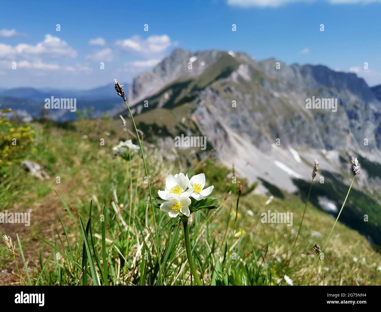 Alpine flowers growing in a meadow high in the mountains. Pulsatilla alpina. Stock Photo