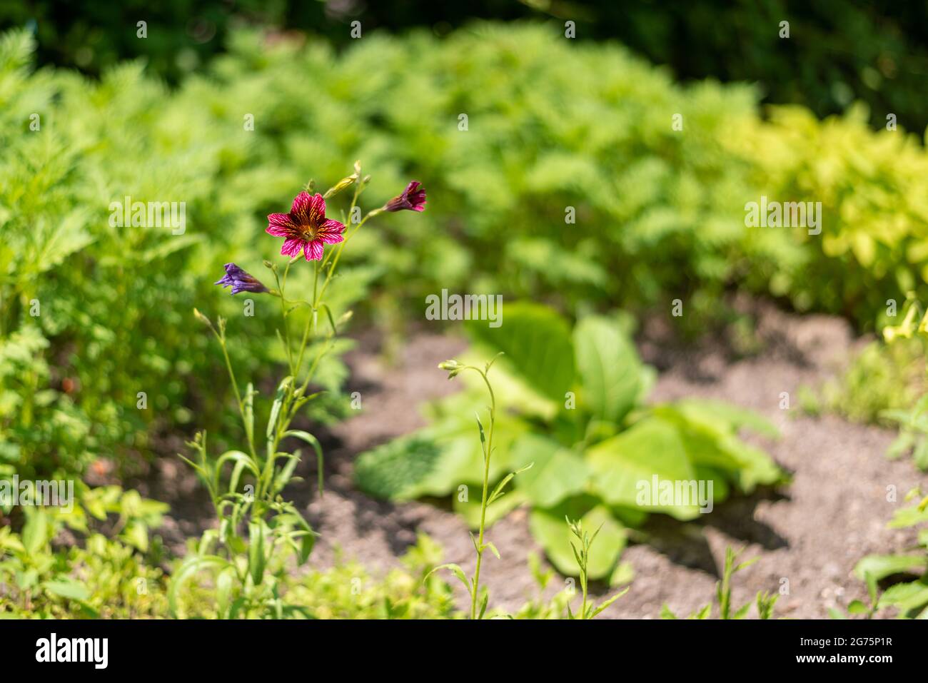 A closeup of Salpiglossis in the garden. Selected focus. Stock Photo