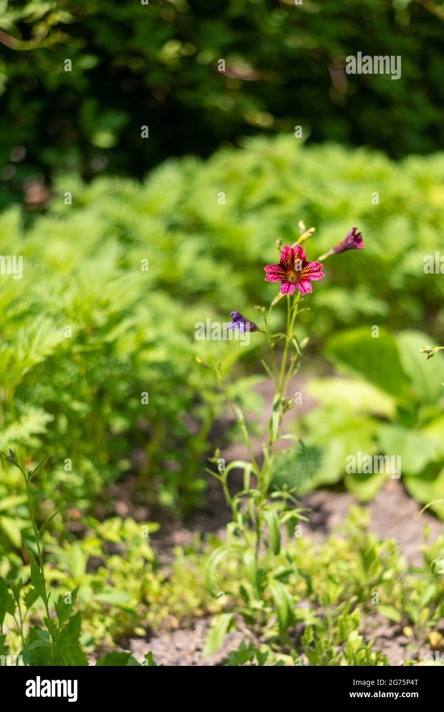 A vertical closeup of Salpiglossis flower. Shallow focus. Stock Photo