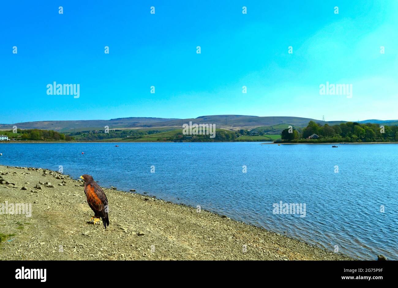 harris-hawk-latin-name-parabuteo-unicinctus-in-hollingworth-lake-in