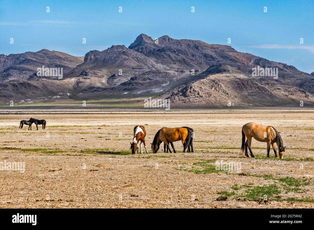 Wild horses grazing in Dugway Valley, Pony Express Trail, Back Country